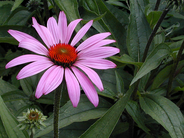Cone Flower I