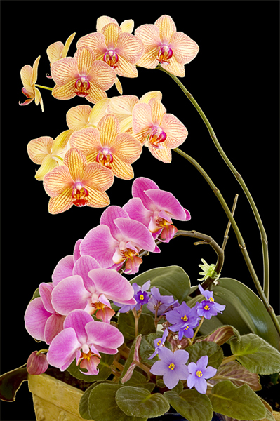 Orchids Plus